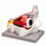 Eye in Bony Orbit